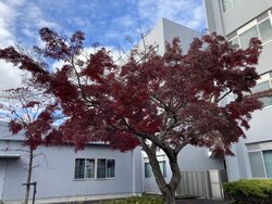 Acer palmatum Thunb.jpeg