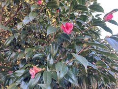 Camellia japonica L. var. japonica.jpeg