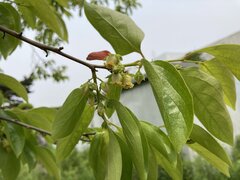 Diospyros kaki Thunb. var. kaki.jpeg