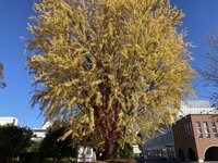 Ginkgo biloba L. var. biloba.jpeg