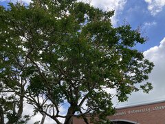 Lagerstroemia indica L.jpeg