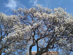 Prunus mume Siebold et Zucc.jpg