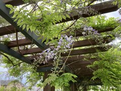 Wisteria floribunda (Willd.) DC.jpeg