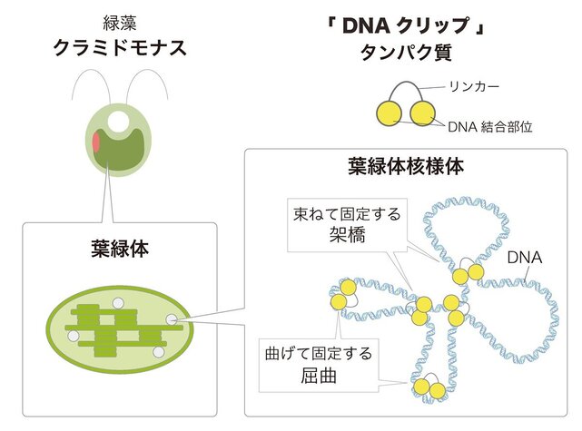 葉緑体核様体をコンパクトに折りたたむ「DNAクリップ」の発見 <br>―ミトコンドリアとも共通する普遍的なしくみの解明―