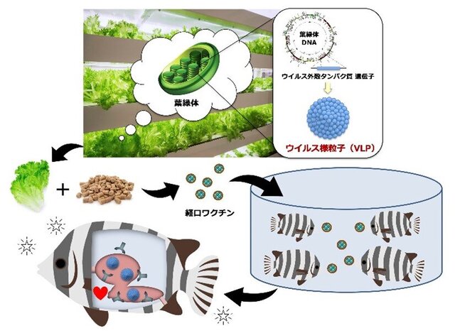 魚病予防に有効な「食べるワクチン植物」を実現<br>―農・中平洋一准教授ら、葉緑体工学を用いて開発