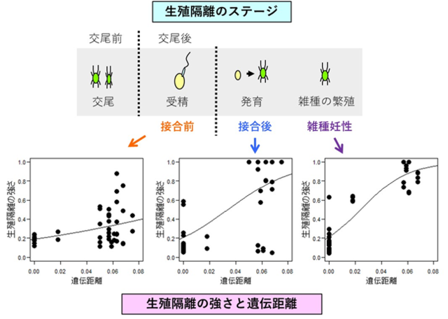 ハダニの生殖隔離にはどれくらいの遺伝距離が必要か<br>半倍数体における種分化研究のモデルとして