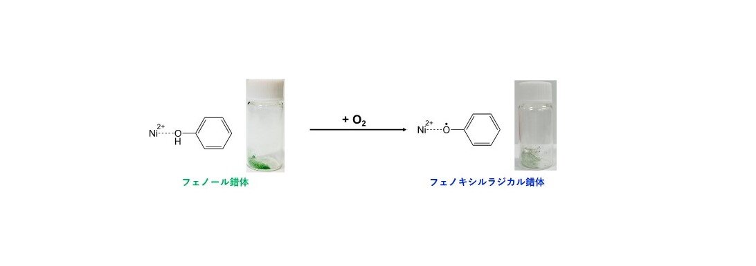 溶媒などを用いずにフェノールからフェノキシルラジカルを簡便に得る方法を開発 <br>世界で初めて成功　新たな工業品、医薬品への展開に期待