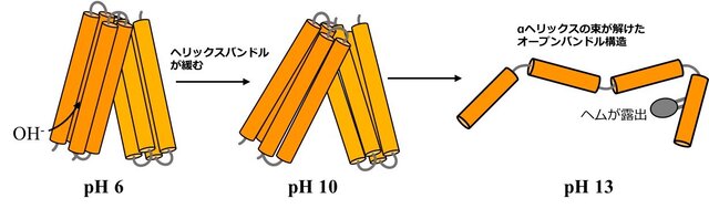 cytochromec_fig3.jpg