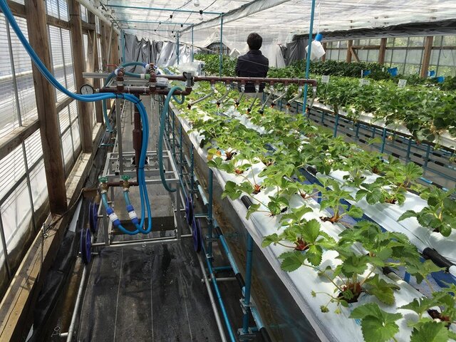 植物をお湯に浸けると免疫活性が高まる仕組みを解明 <br>―「熱ショック誘導病害抵抗性」創薬への展開にも期待