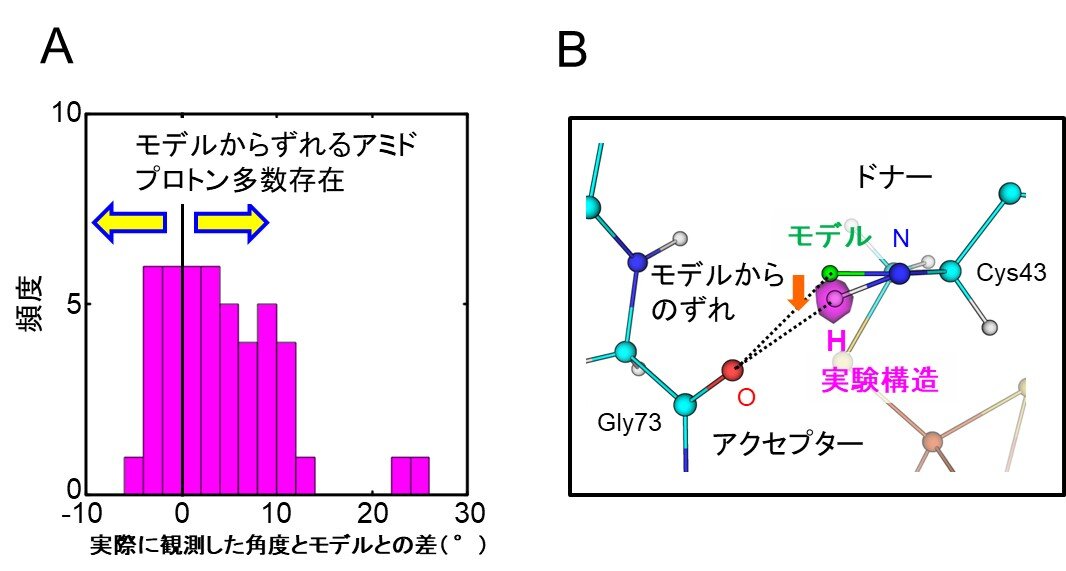 タンパク質の立体構造解析に新たなモデルを提唱 <br>―より正確な立体構造の観測や予測を実現！生命科学研究の進展に寄与－