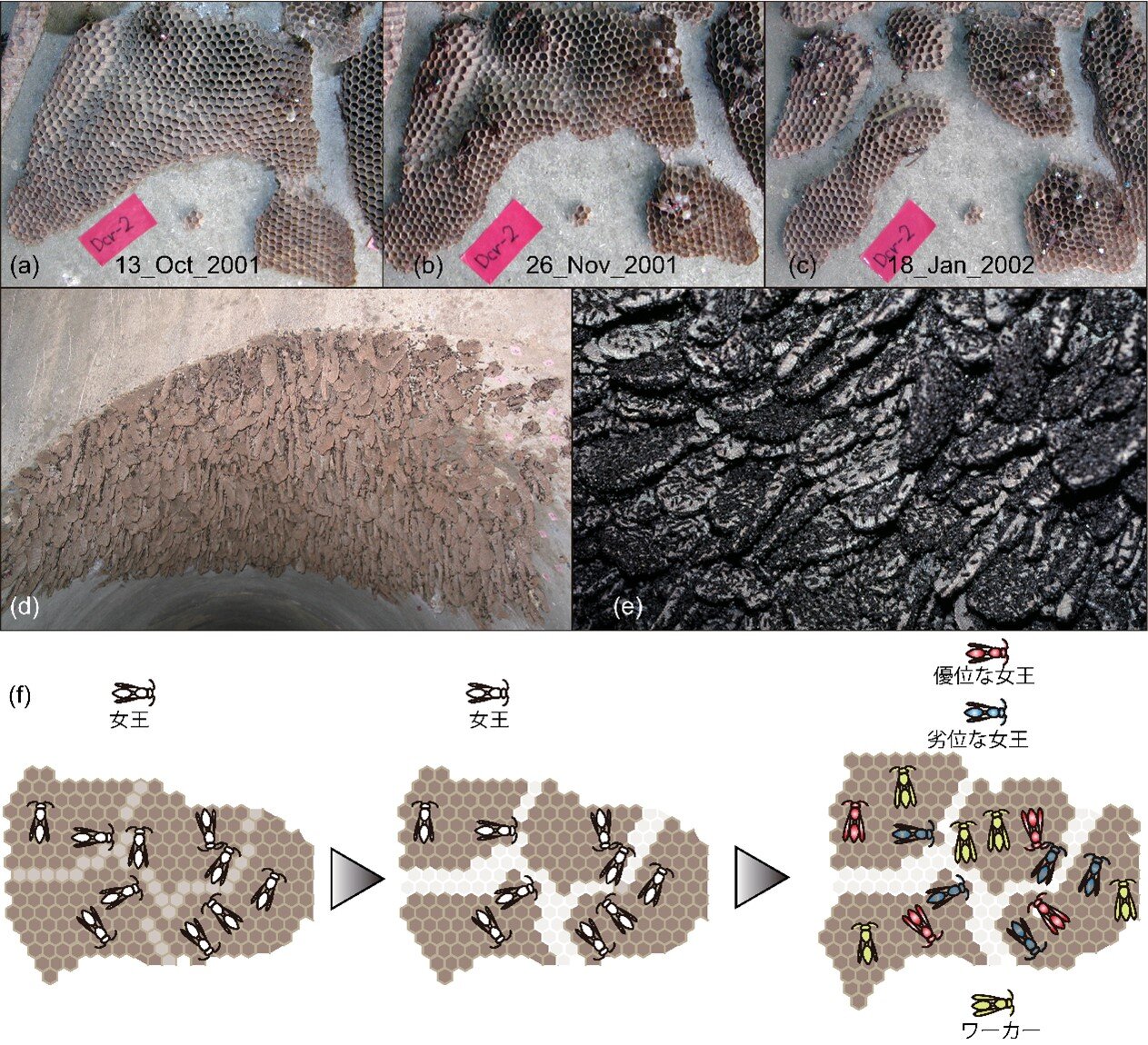 巨大な巣の集合体をつくるアシナガバチの集団構造を解明<br> 血縁者同士で巣を分割する珍しいアシナガバチの生活史を遺伝学的に明らかに