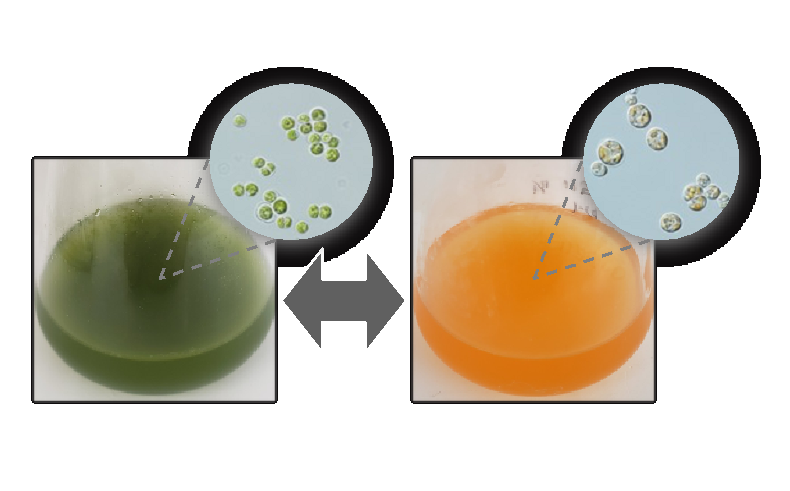 緑藻から脂質と色素を同時に高効率生産する培養技術を開発 <br>有用物質生産に弾み　細胞から抽出した緑色素・赤色素エキスの作用も解明
