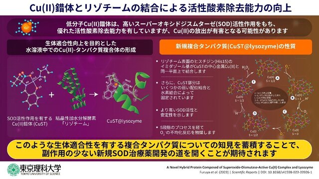 Cu(Ⅱ）とリゾチームの結合による活性酸素除去能力の向上