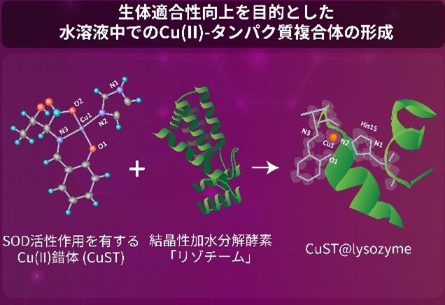 銅錯体とリゾチームを組み合わせた新規複合タンパク質の合成に成功 <br>ー金属錯体の機能を保持したタンパク質の実現に寄与、医療応用に期待