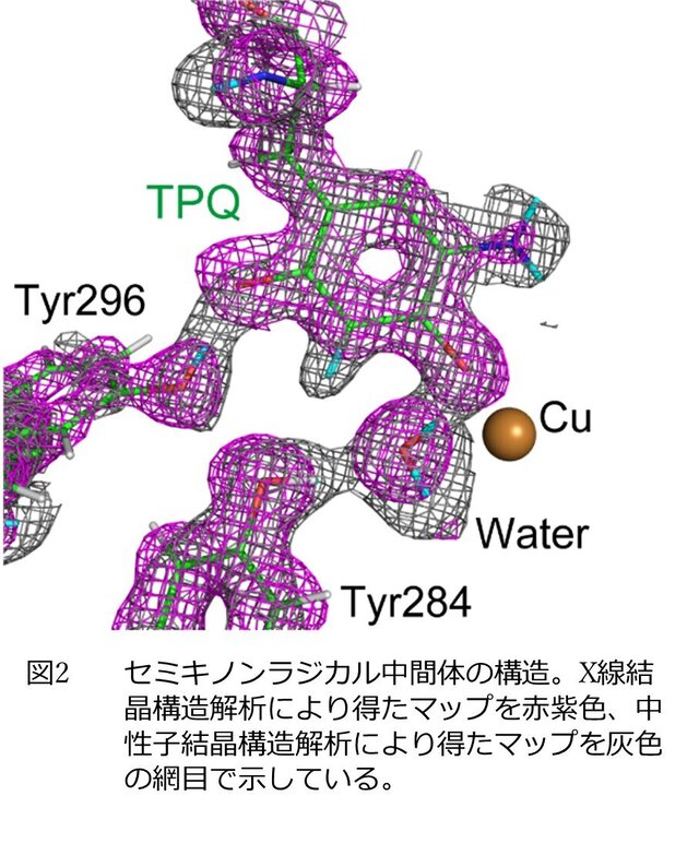 中性子結晶構造解析によって酵素ラジカル反応中間体の詳細構造を初めて解明<br>―酵素を効率的に働かせるための