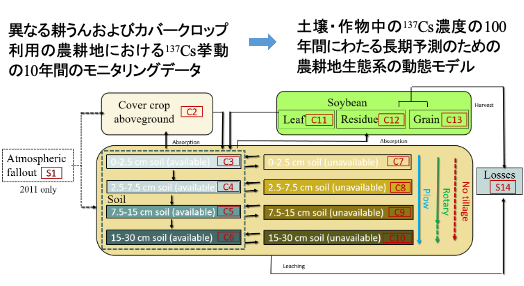 福島原発事故後の農耕地における放射性セシウムの長期的動態予測モデル <br>−100年間にわたる安全な農産物生産に向けた科学的理解のために−