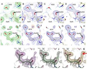タンパク質の分子骨格が実は持っていた知られざる機能 中性子で明らかに