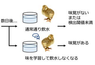 心理学的な学習行動を利用してニワトリの味覚を可視化
<br>制限アミノ酸や糖類に反応 嗜好性に寄与する飼料成分の理解に貢献