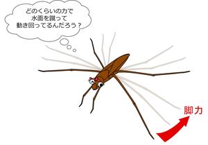 アメンボが水面を移動する際の中脚の脚力の直接測定に初めて成功 新規開発の計測システムで従来技術より正確な脚力測定を実現 アメンボの脚の撥水機能を応用した水面移動型超小型ロボットなどの開発に貢献