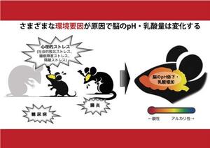 脳が酸性に傾く精神・神経疾患モデル動物を多数発見 ―多様な疾患にまたがる認知機能障害の脳内メカニズムの解明に前進