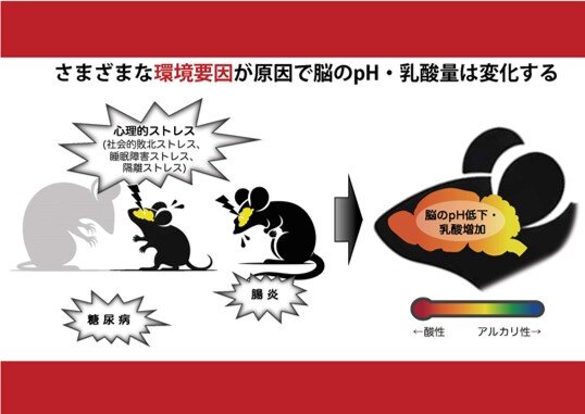 脳が酸性に傾く精神・神経疾患モデル動物を多数発見 <br>―多様な疾患にまたがる認知機能障害の脳内メカニズムの解明に前進