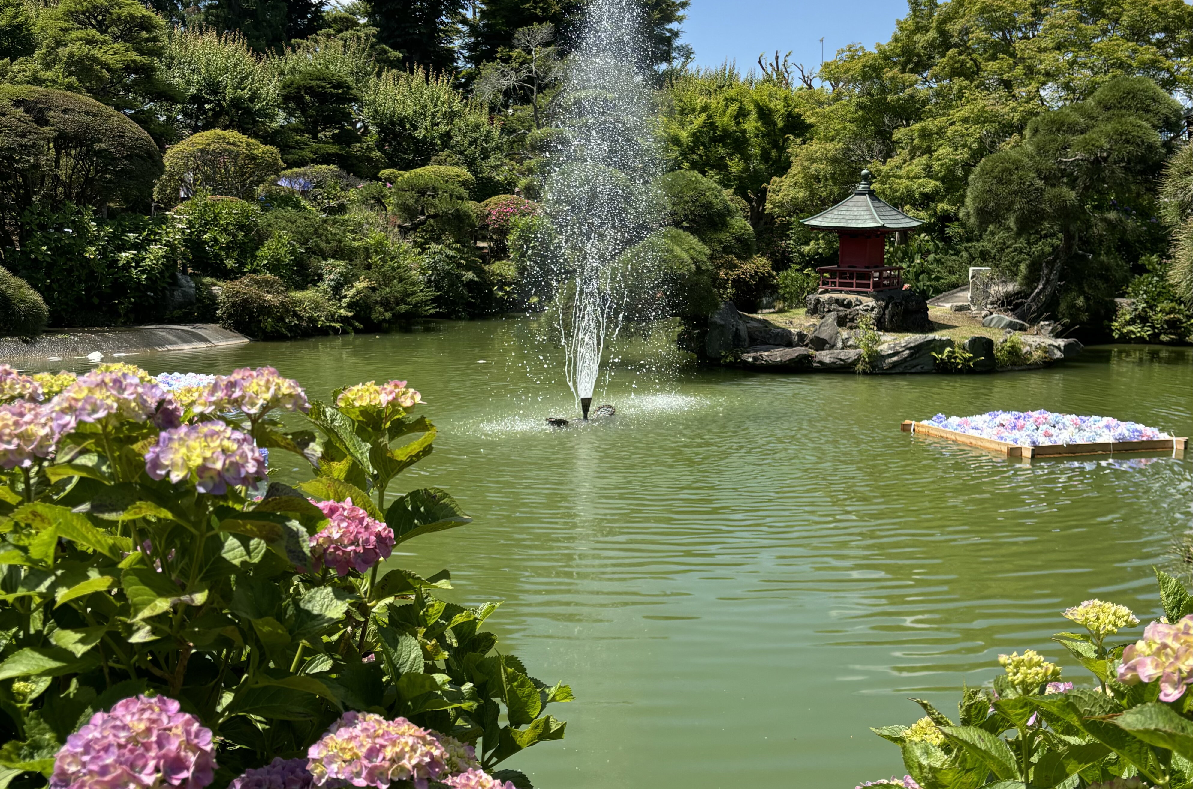 水戸のあじさいまつりスタート！<br>広報学生プロジェクトメンバーが取材してきました