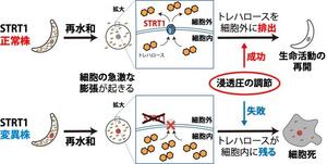 トレハロース輸送体がネムリユスリカ由来培養細胞の乾燥からの生命活動再開の鍵であることを発見