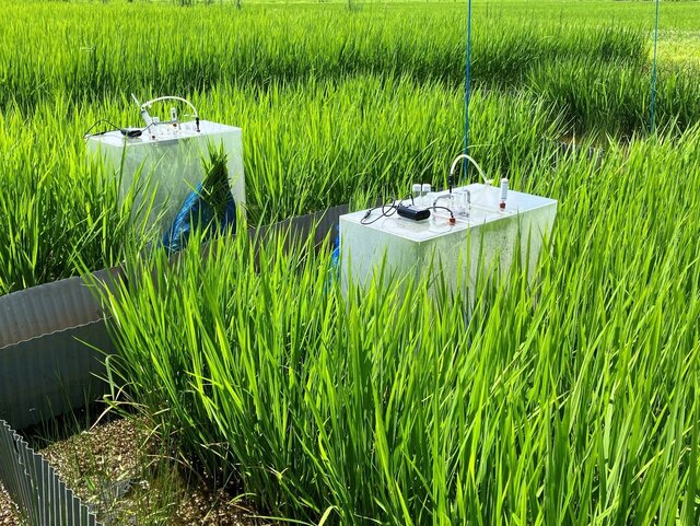 水田からの温室効果メタンガスの排出を微生物で抑制　世界のメタン排出の3%以上の削減めざす<br>農・西澤智康教授らの研究プロジェクトに大規模助成決定<br>―ビル＆メリンダ・ゲイツ財団から383万ドル　海外研究機関と共同―