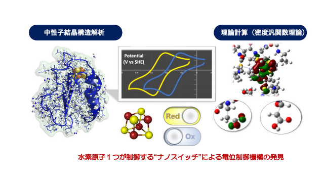 生体内の酸化還元反応における〈電子の運び屋〉役のタンパク質<br>エネルギー獲得のための生物共通の電位制御の仕組みを解明<br>―水素原子１つが司る〈ナノスイッチ機構〉の発見―