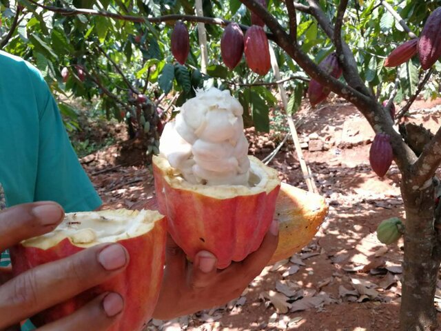 カカオ豆の写真