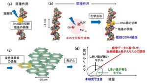 放射線による発がんリスクの〈出発点〉に迫る！―DNA周囲の水の分解が生命の遺伝情報を狂わせる―