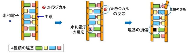 0307_figure5.jpgのサムネイル画像