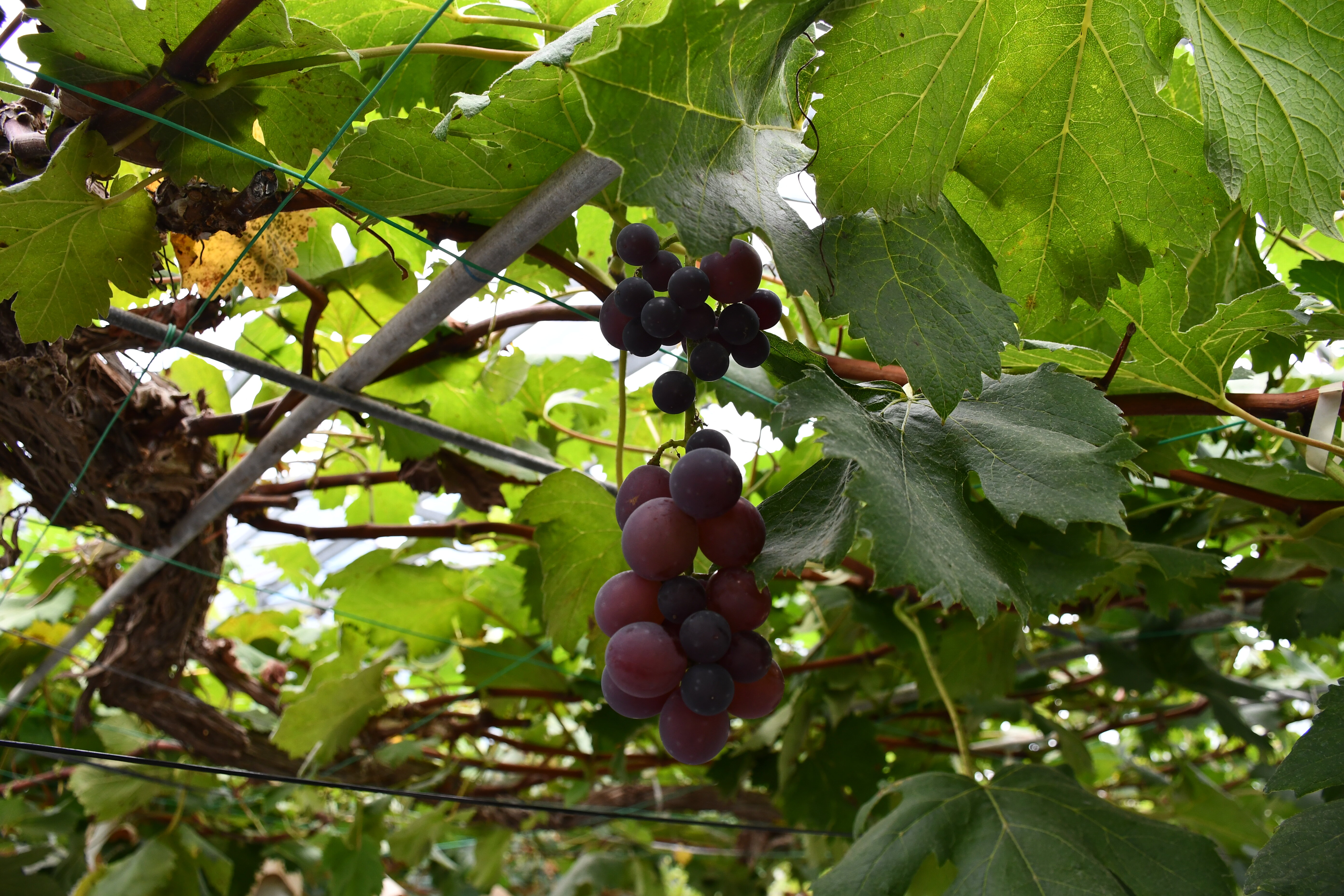 grape01