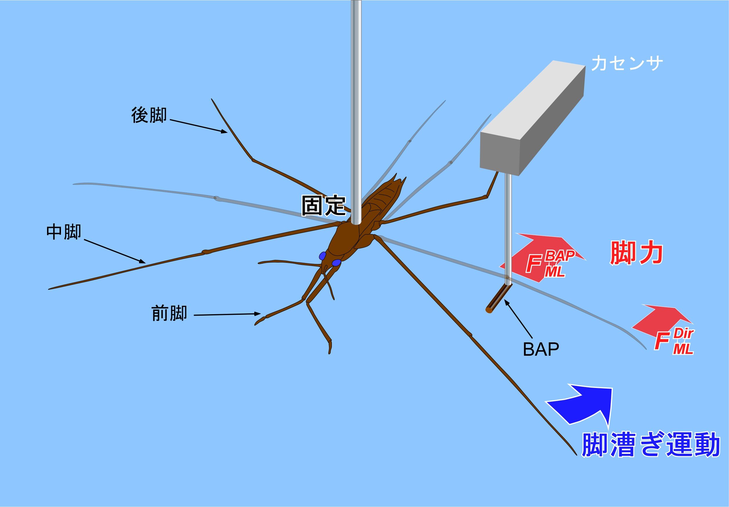 （a）直接的脚力測定