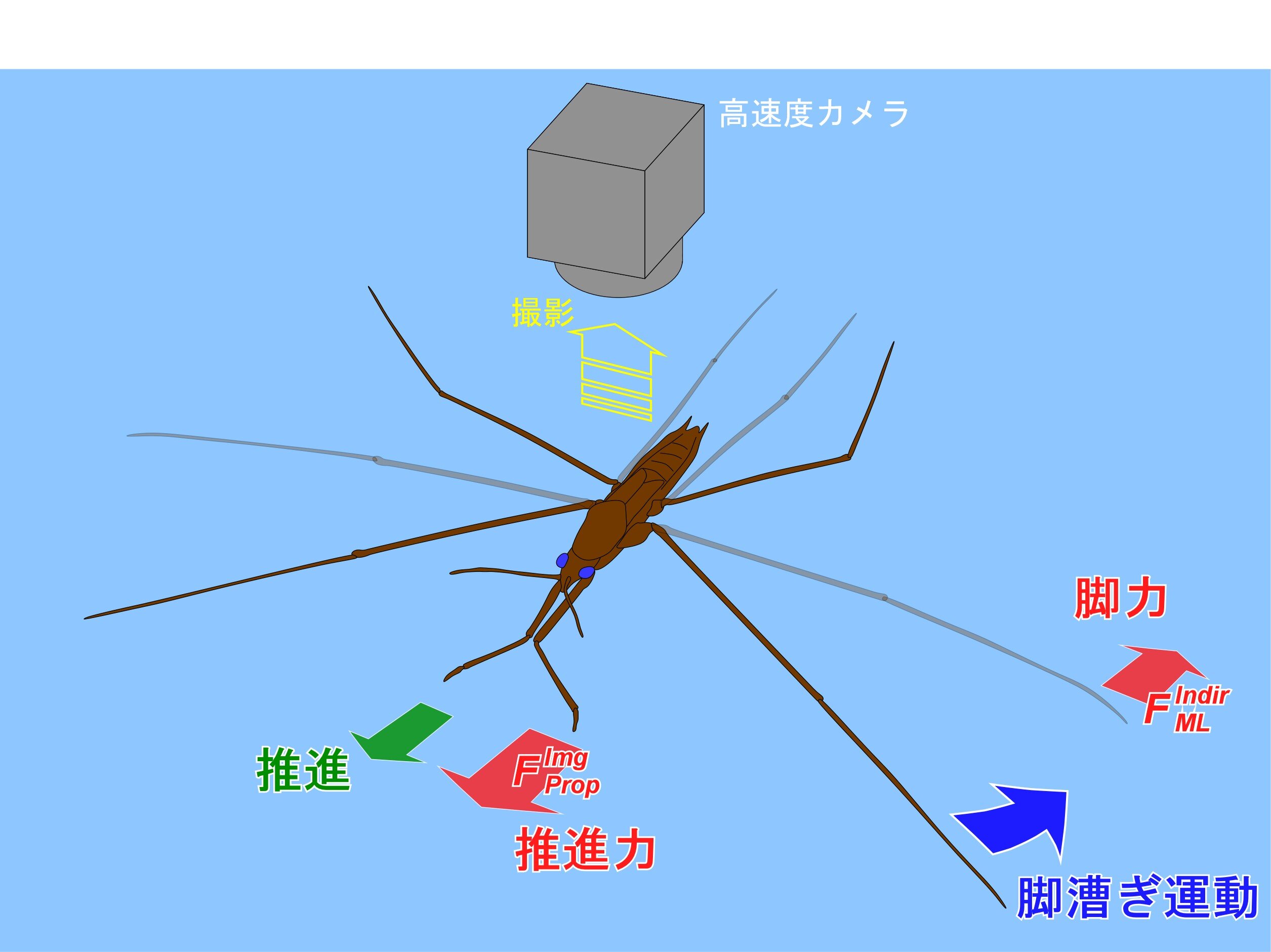 （a）間接的脚力測定