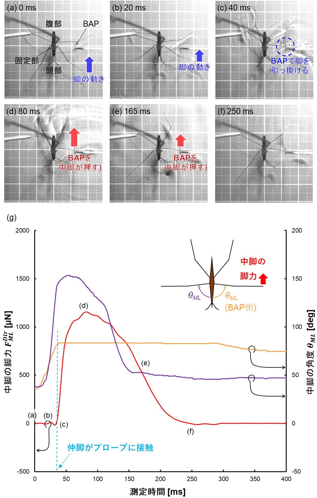 図４　アメンボの直接脚力測定の様子(a-f)と測定された脚力，及び脚の角度(g)