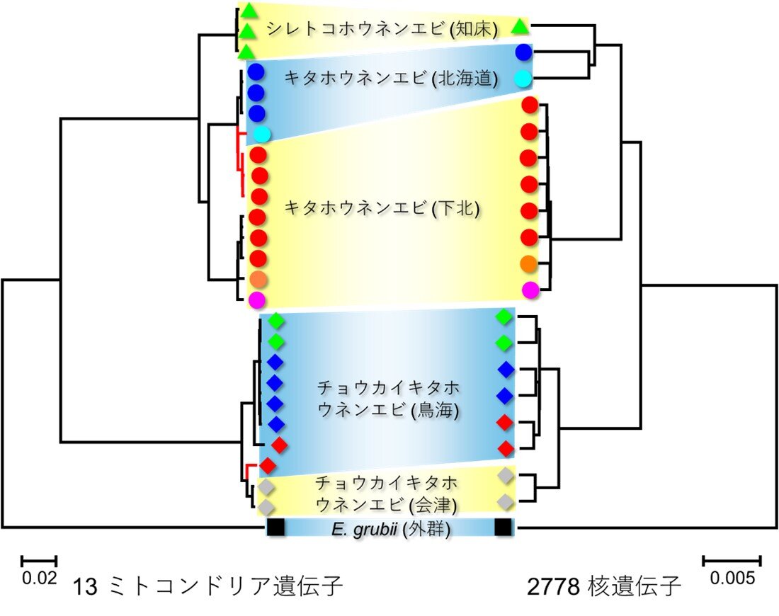 図3　ミトコンドリア遺伝子（左）と核遺伝子（右）を用いて作成した系統樹。
