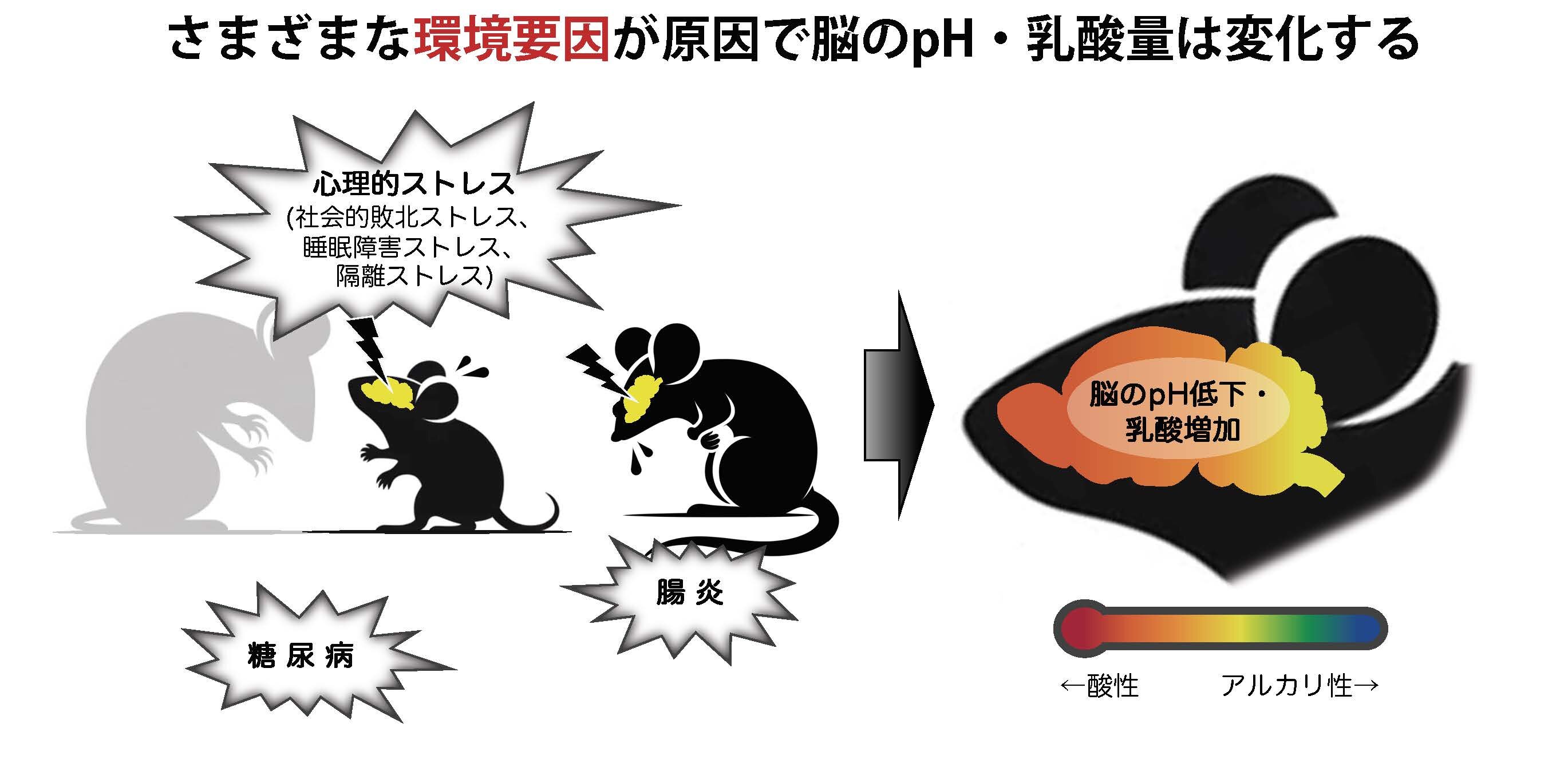 図２環境要因で変化する脳のph・乳酸