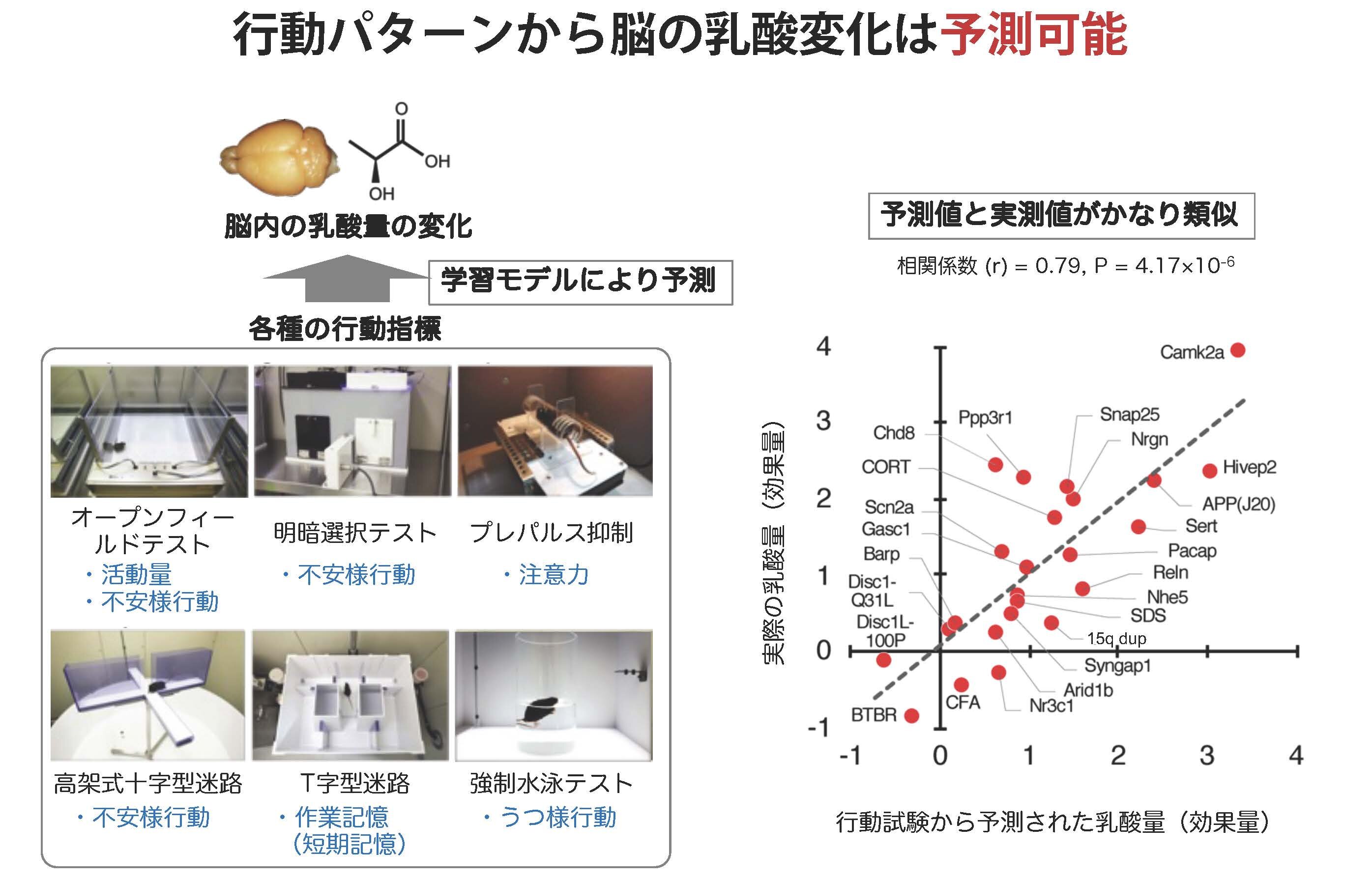 図3. 脳の乳酸量の変化は行動レベルでの機能的意義を持つ（探索群での解析）