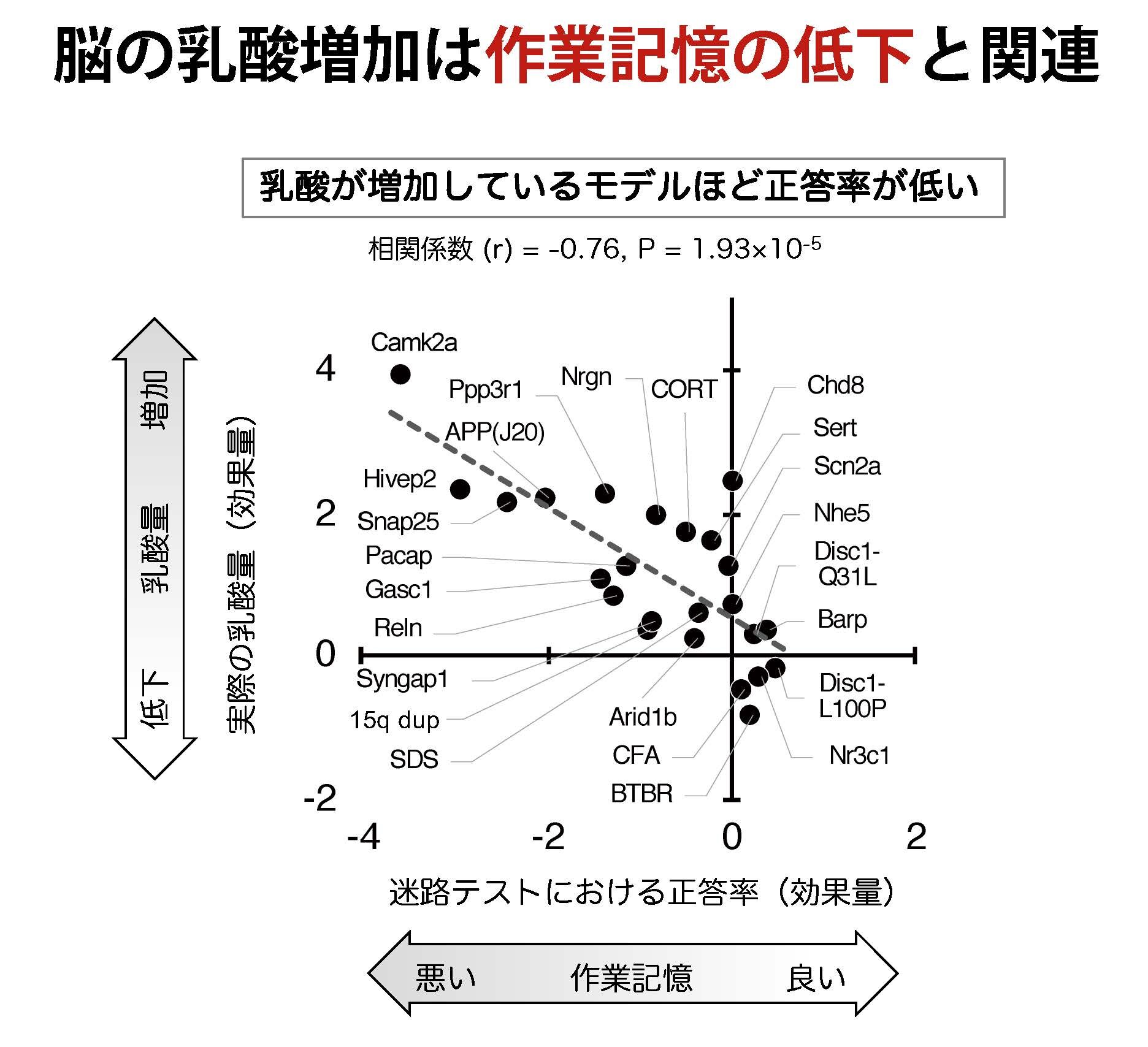 図4. 脳の乳酸増加と作業記憶の低 下（探索群での解析）