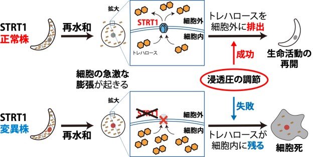 トレハロース輸送体がネムリユスリカ由来培養細胞の乾燥からの生命活動再開の鍵であることを発見
