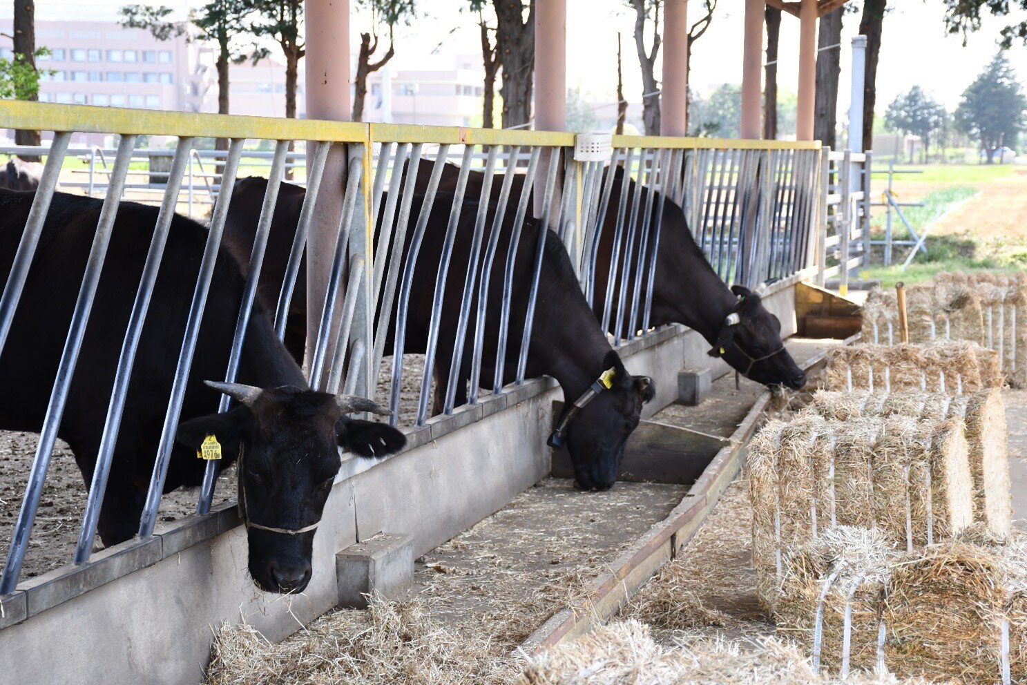 cow_04.jpg