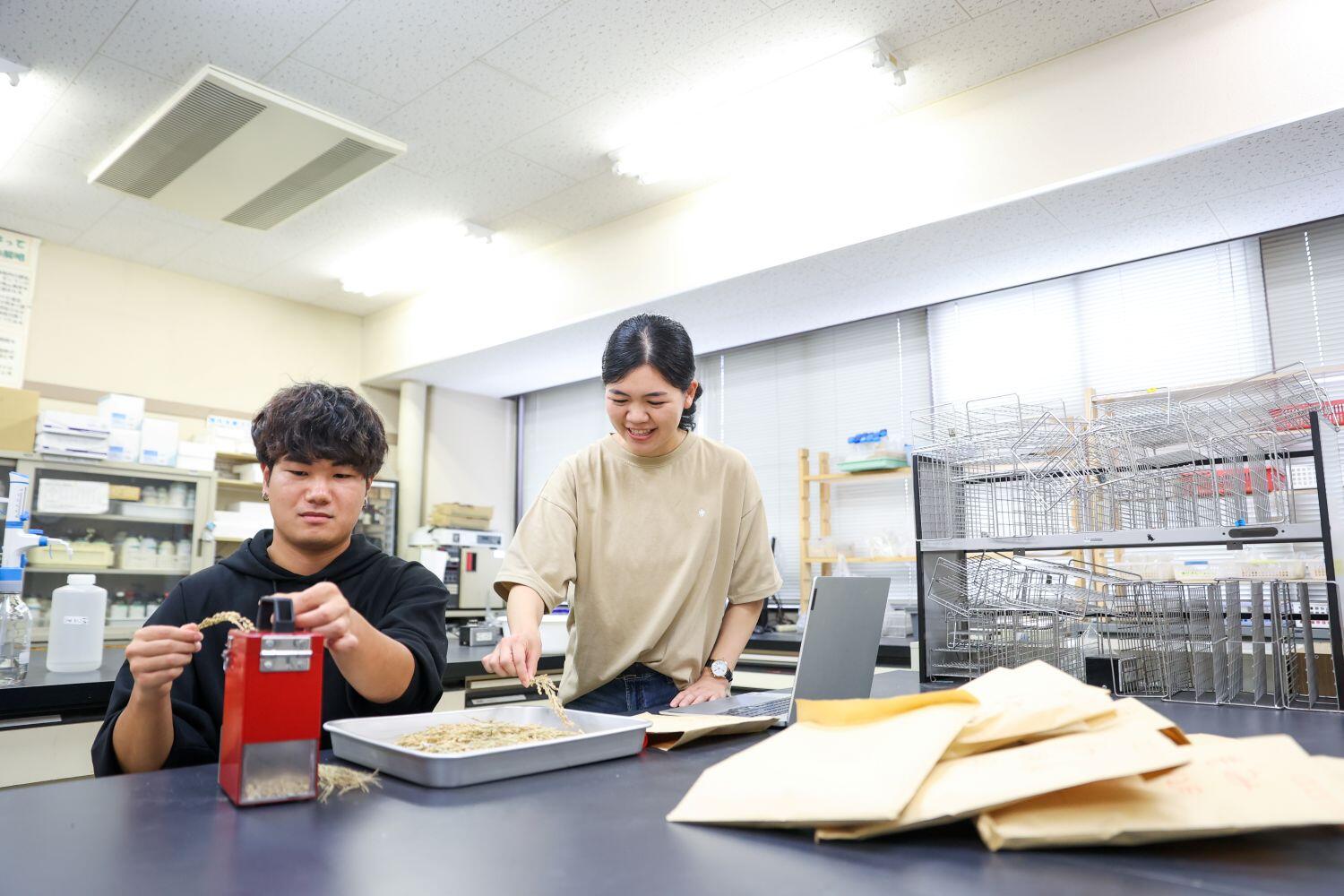 迫田助教と研究室の学生。稲の実を穂から取り外し成分を計測する様子。